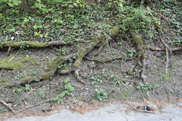 wurzeln