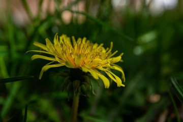 dandelion close up in spring