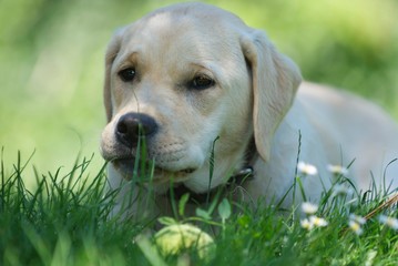 Jeune labrador beige dans l'herbe avec regard adorable