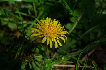 dandelion close up in spring
