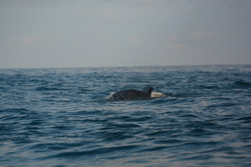 Fototapeta premium Delfino