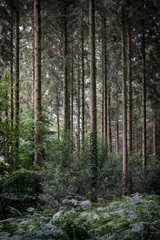 British woodland multiple trees in the forest 