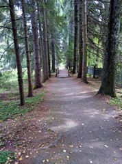 autumn road in the park for a day walk