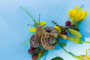 Three snails having a great time together with some flowers and red little fruits on aqua background