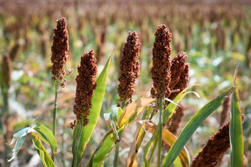 Red Millet Field
