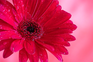 Beautiful close-up Gerbera daisy with drops. Macro flower photography.