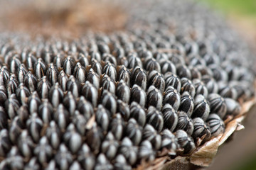 Dried Sunflower Seeds, Flowers  Pile of sunflower seed