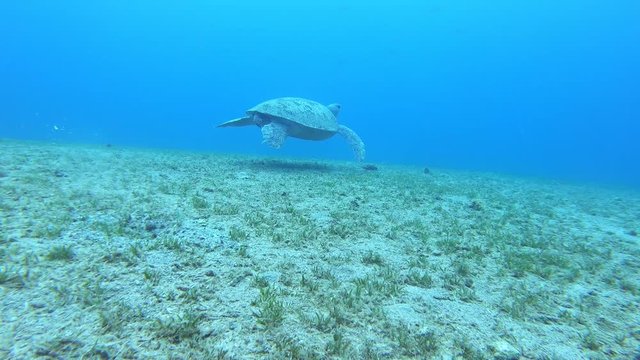 Green Sea Turtle swimming along tropical coral reef.