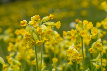 Close Up Low Angle View of Yellow Flowering Cowslips n Green Grass Field