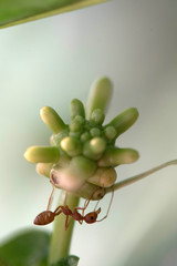 Red fire ant worker on tree. closeup