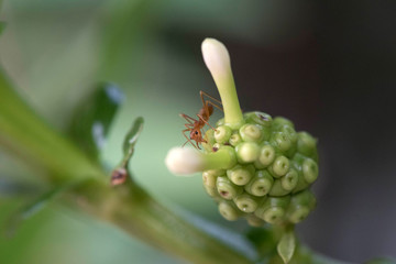 Red fire ant worker on tree. closeup
