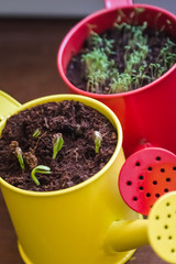 Gros plan de deux pots de plantes en germe