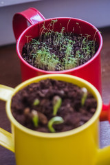 Gros plan de deux pots de plantes en germe