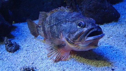 fish in aquarium