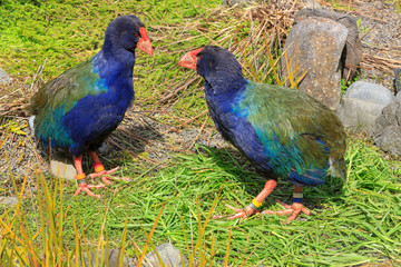 A pair of Takahe, endangered flightless birds found only in New Zealand, with beautiful blue and green feathers