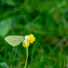 Close Up Low Angle View of Green Vein Butterfly on Yellow Cowslip Flower Camouflage Texture