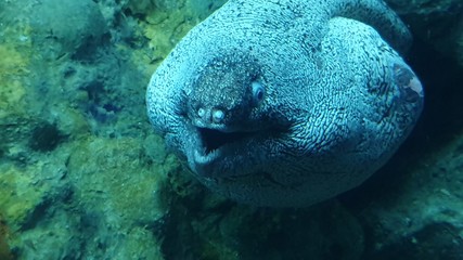 coral reef with fish