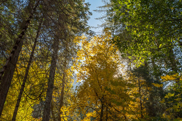 Autumn treetops at Valley View Point in Yosemite National Park, California, USA