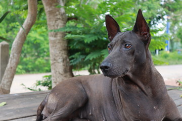 A black, short haired, female dog, looking at something