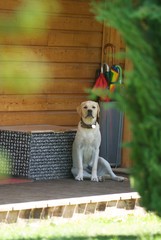 Jeune labrador beige