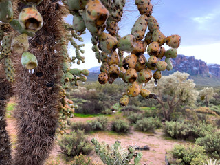 Rain Dripping from Cactus