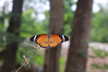 Butterflies have patterns similar to orange tigers, white spots perched on dry flowers.
