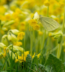 Close Up Low Angle View of Green Vein Butterfly on Yellow Cowslip Flower Camouflage Texture