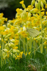 Close Up Low Angle View of Green Vein Butterfly on Yellow Cowslip Flower Camouflage Texture