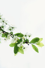 Branch blossoming cherry tree with white flowers