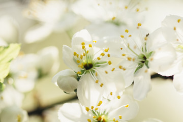 Naklejka na ściany i meble Branch blossoming plum tree with white flowers