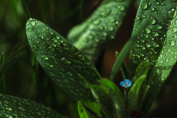Drops of water on the leaves after the rain