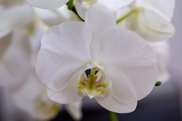 Fototapeta na wymiar blooming white orchid in the room