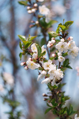 blooming tree branch, white spring blooming tree, white flowers in gardens