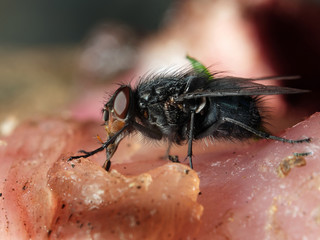 Common house fly feeding on rotting meat and about to lay eggs.