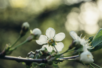 Branch blossoming plum tree with white flowers