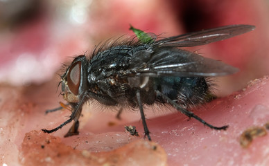 Common house fly feeding on rotting meat and about to lay eggs.