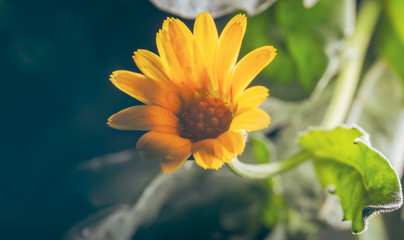 Warm yellow petals on blur background