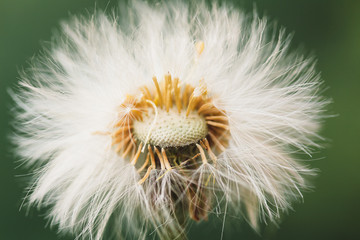 A fluffy head foalfoot l on a summer meadow