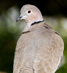 Collared dove portrait in urban house garden.