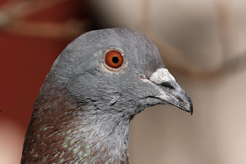 Feral pigeon portrait looking to feed in urban house garden from bird seed.