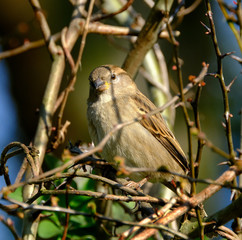 House sparrow looking for food in urban house garden.