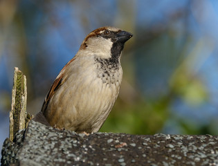 House sparrow looking for food in urban house garden.
