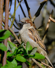 Naklejka premium House sparrow looking for food in urban house garden.