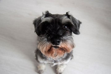 miniature schnauzer dog