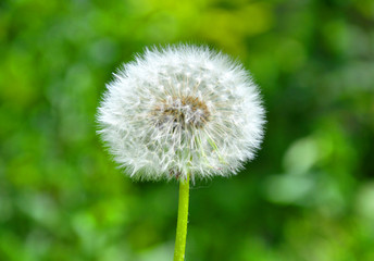 The beautiful dandelion among the green grass