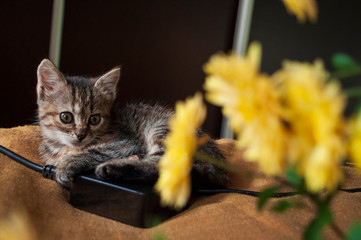 Beautiful tricolor kitten with blue eyes is sweetly laying on the gold bedcover and looking...