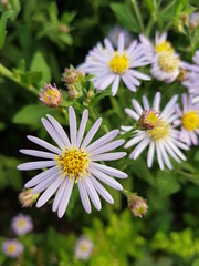 Obraz premium white daisies in a garden