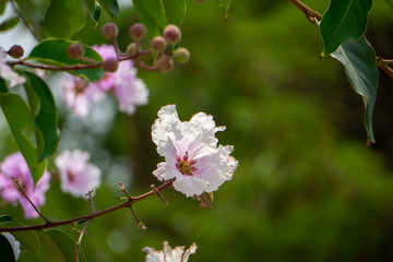 Inthanin flowers has been blooming for a long time, it will turn pinkish white.