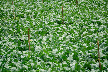 Green Cantonese vegetable garden with water sprinklers