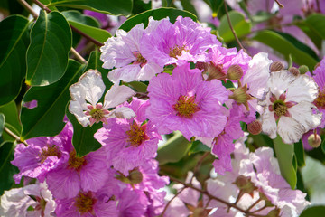 Inthanin flowers bloom in a dark pink color. If it has been blooming for a long time, it will turn pinkish white.